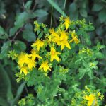Jeden Monat neu die Heilpflanze des Monats Johanniskraut
