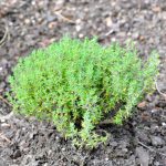 Phytotherapie Phytotherapie