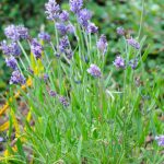 Phytotherapie Phytotherapie