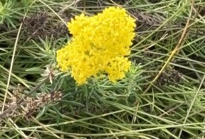 Das echte Labkraut – Heilpflanze im September